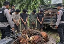 115 Janjang Sawit Diduga Dicuri, Lima Pria Diamankan Polisi di Rantau Pulung
