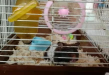 Kenali Lima Tanda Hamster Mengalami Stres