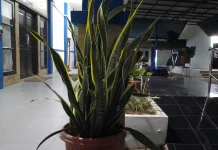 Kenali Enam Tanaman yang Dipercaya Tidak Disukai Ular