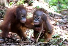 Sumber Air Mengering, BOSF Pasok Air Minum Orangutan