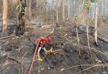 Karhutla di Tahura IKN KM 56 Padam, Pengendara Diingatkan Waspada Pohon Tumbang
