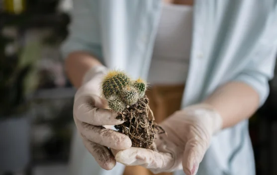 Cara Membuat Mikroorganisme Lokal Sederhana dari Rumah