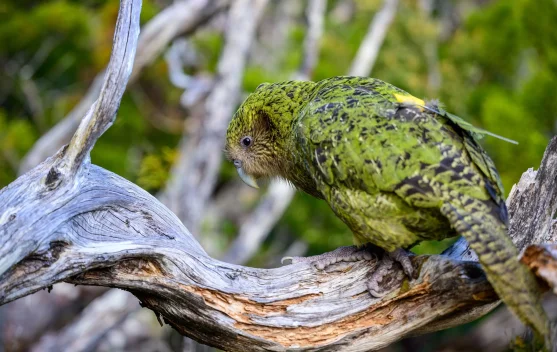 Rekor Tertinggi, Populasi Burung Kakapo Capai 247 Ekor