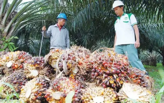 Petani Sawit Kaltim Nikmati Kenaikan Harga TBS