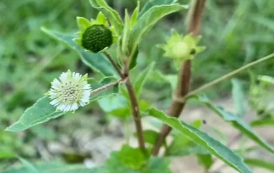 Keajaiban Tanaman Urang-Aring bagi Kesehatan dan Kecantikan