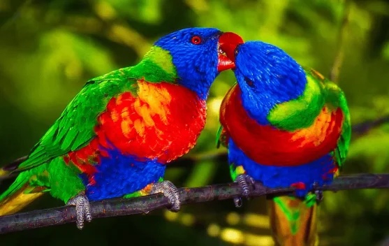 Hari Burung Beo Sedunia (World Parrot Day)