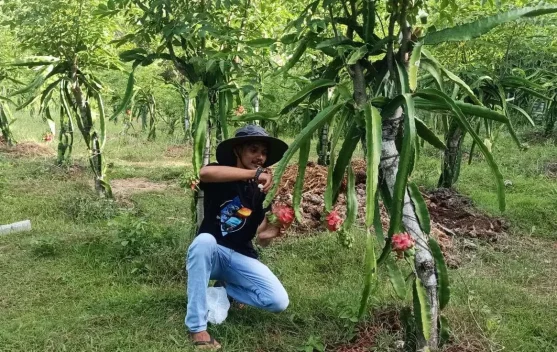 Musim Kemarau Bikin Pasokan Buah Menipis, SPPG Harap Dukungan Petani