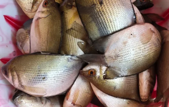 Harga Ikan Biawan di Samarinda Tembus Rp25 Ribu - RRI.co.id