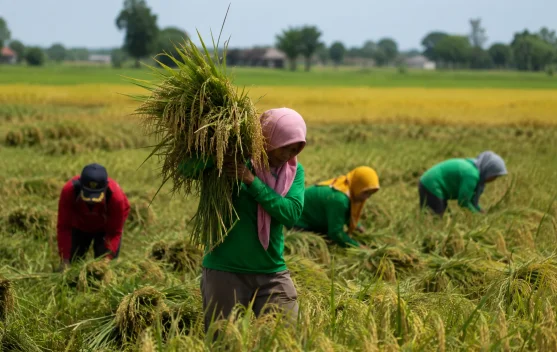Kementerian Pertanian Alokasikan AUTP untuk 100 Ribu Hektare Lahan Padi pada 2026 - RRI.co.id