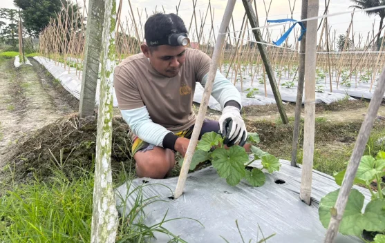 Polres PPU Rawat Tanaman Melon, Perkuat Ketahanan Pangan dari Lahan Produktif