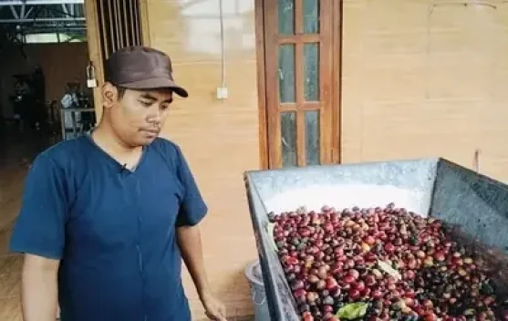 Kopi Merapi: Disiplin Petik Merah dan Teknologi Jadi Kunci Kualitas