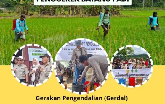 Antisipasi Serangan Hama Penggerek Batang Padi Melalui Gerdal