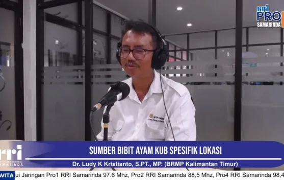 Ayam KUB Jadi Harapan Baru Ketahanan Pangan Kaltim