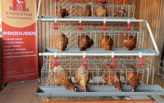 PT Ekosistem Ternak Borneo Bangun Ekonomi Gotong Royong dari Industri Telur Omega