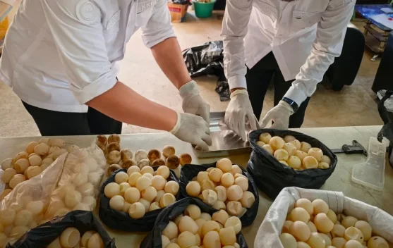 Sinergi Kementerian Kelautan dan Perikanan Lindungi 1.286 Telur Penyu di Sambas