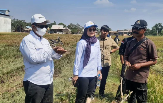 Kekeringan di Long Mesangat Kutai Timur Dorong Penguatan Strategi Pertanian