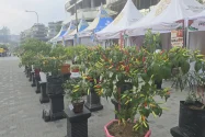 Festival Cabai Nusantara Bidik Pasar Petani, Jaga Pasokan dan Harga