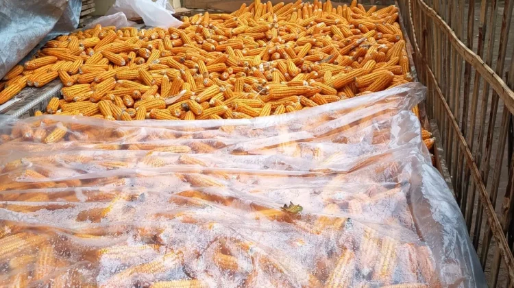 Hama Tikus dan Tupai, Hasil Produksi Jagung di Sumenep Menurun