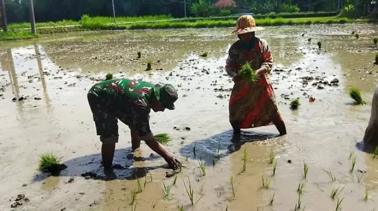 Struktur Ekonomi Sampang Didominasi Sektor Pertanian