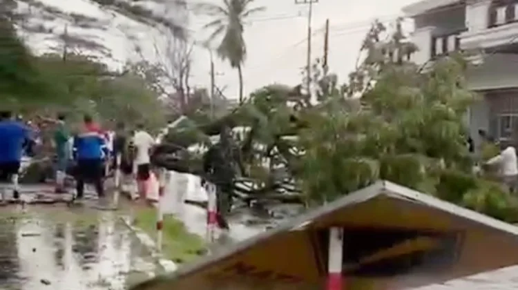Cuaca Ekstrem di Sampang, Sejumlah Pohon Tumbang, Satu Warga Meninggal