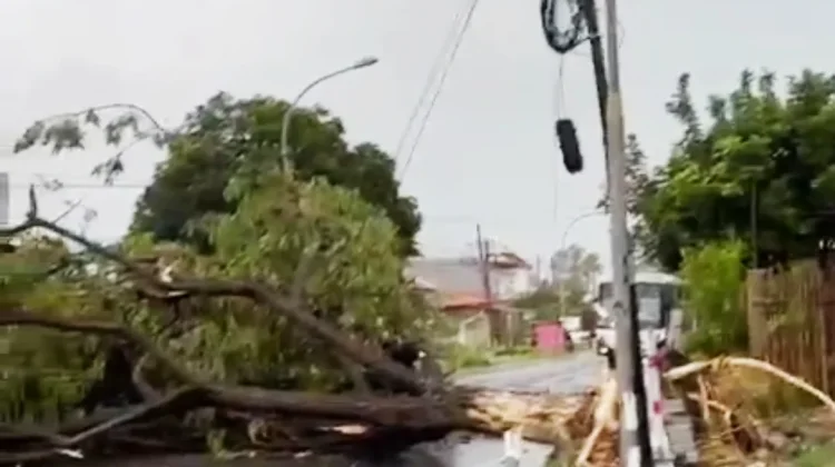 Kabel PLN Putus dan Enam Area Pohon Tumbang akibat Cuaca Ekstrem di Sampang