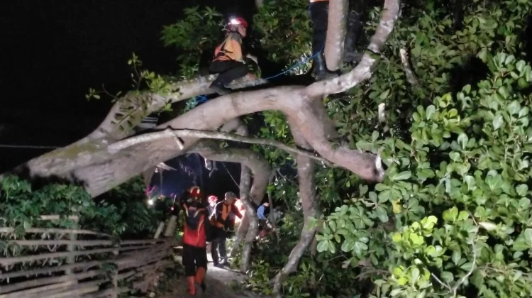 Angin Kencang Tumbangkan Tiga Pohon di Torjun