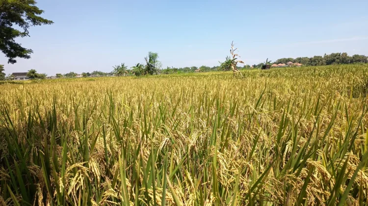 Petani Bersiap Sambut Panen Padi di Pamekasan