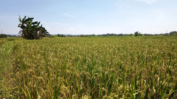 Petani di Pamekasan Manfaat Sumur Bor untuk Tanaman Padi