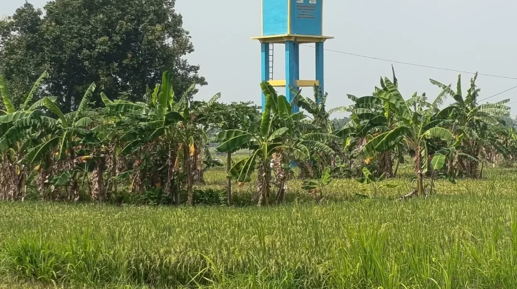 Kemarau 2026 Lebih Panjang, Petani Mulai Siaga