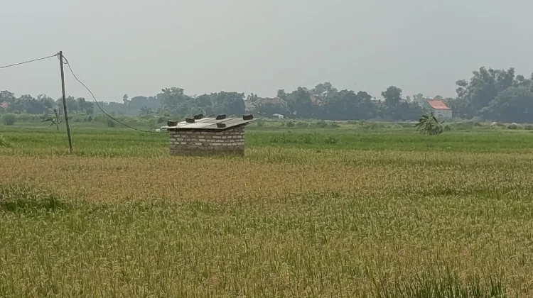 Petani Pamekasan Optimistis Tanam Padi di tengah Ancaman Kemarau
