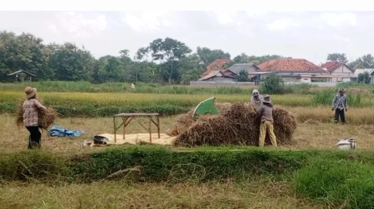 Bulog Madura Gencarkan Penyerapan Gabah Kering Panen dari Petani