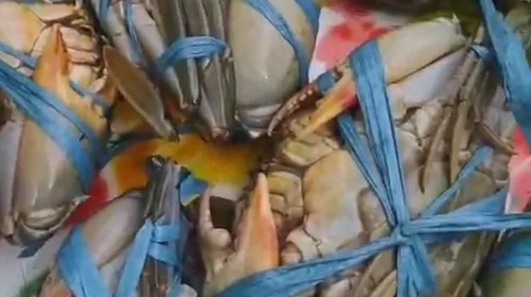 Harga Kepiting Bakau di Tingkat Nelayan Merangkak Naik