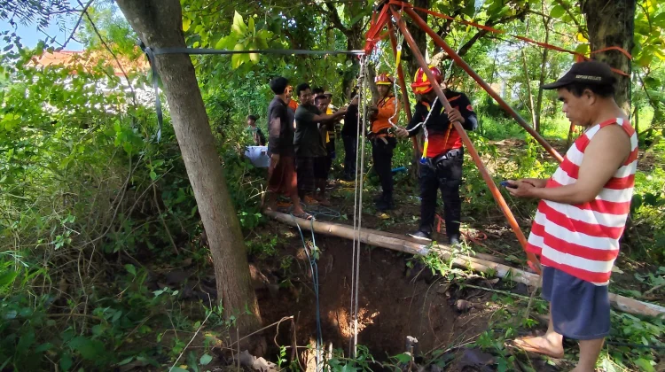 Sapi Terperosok Sumur di Pengarengan, Dievakuasi Petugas
