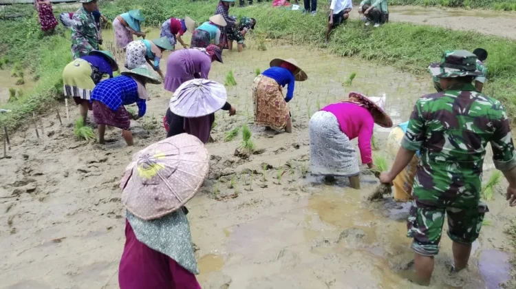 Pendampingan Pembagian Bibit dan Penanaman Padi di Bangkalan