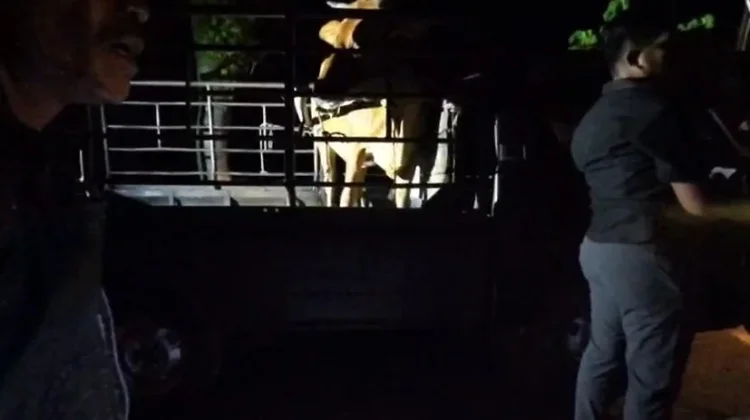 Polres Bangkalan Bekuk Dua Tersangka Pencurian Sapi