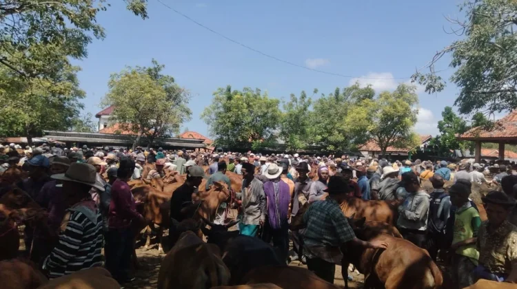 Menjelang Iduladha Pedagang Sapi Mulai Padati Pasar Keppo Pamekasan