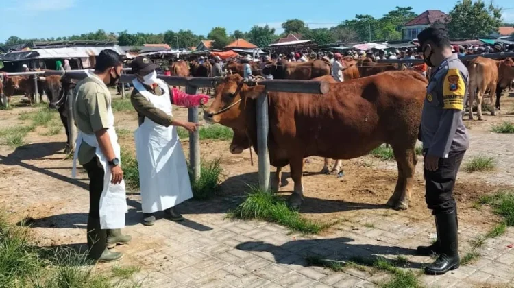 Pengawasan Pasar Hewan di Sampang Ditingkatkan jelang Idul Adha