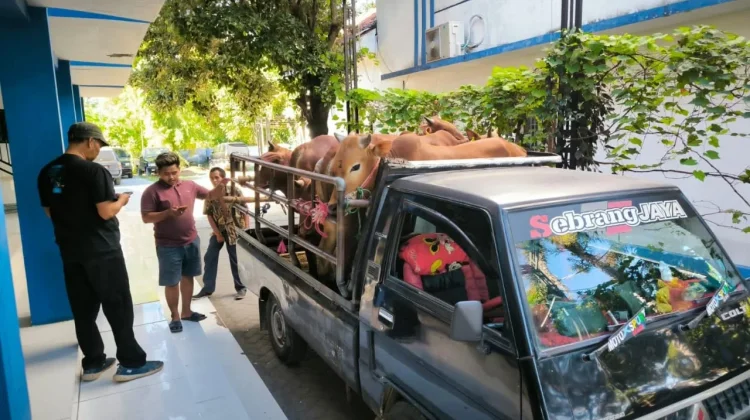 Lalu Lintas Hewan Ternak di Sampang Diawasi Ketat