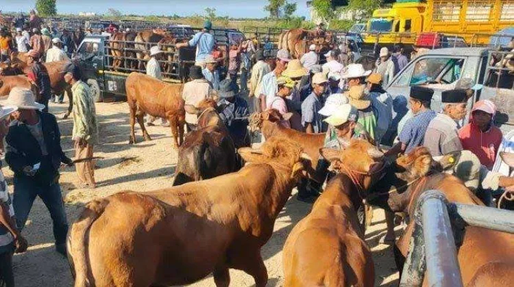 Permintaan Sapi Meningkat Menjelang Iduladha di Sampang