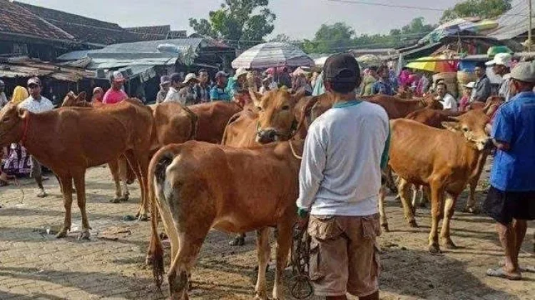 Menjelang Iduladha Harga Ternak di Sampang Naik