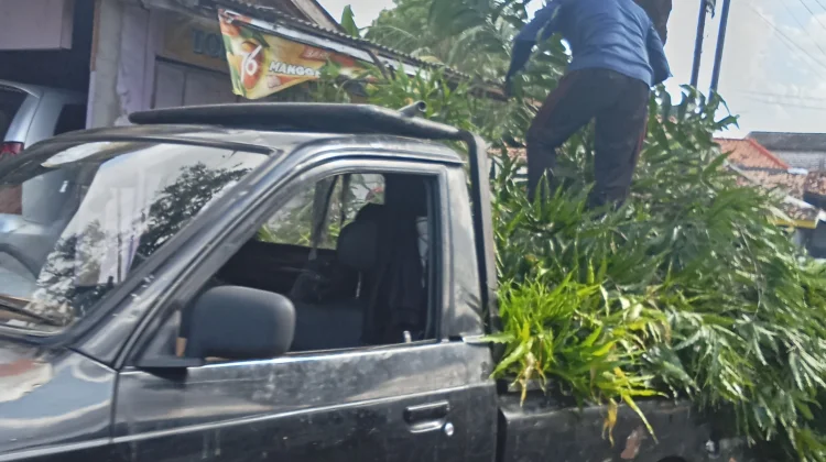Minim K3, Pemangkasan Pohon di Sampang Dinilai Berbahaya
