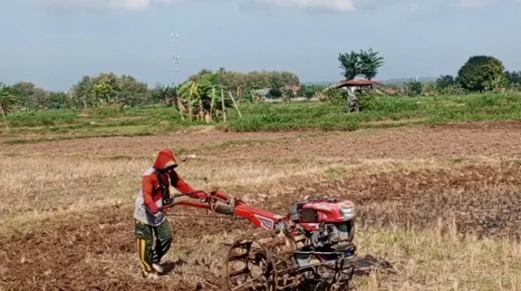 Petani Pamekasan Mulai Mengolah Lahan Tembakau