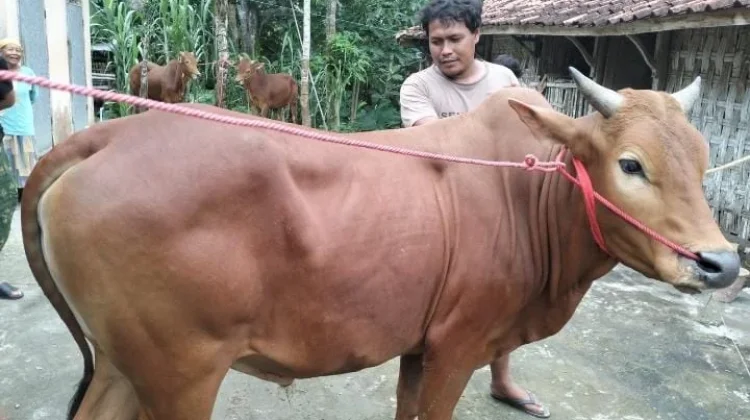 Menjelang Idul Adha Disnak Bangkalan Perketat Pengawasan Hewan Kurban