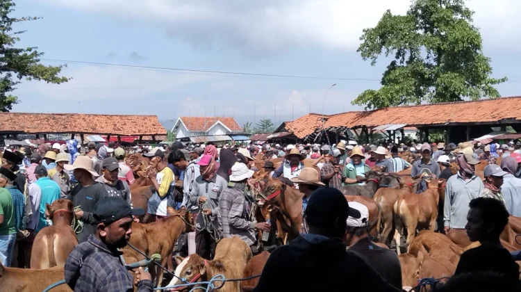 Lalu Lintas Hewan Antar Kabupaten di Jatim tanpa Uji Lab
