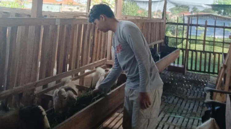 Dari Meja Kuliah ke Kandang, Pemuda Bangkalan Bangun Peternakan Kambing