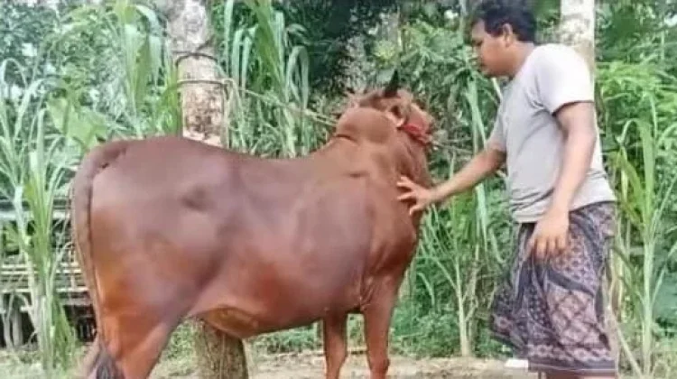 Lalu Lintas Hewan Kurban di Suramadu tanpa Checkpoint