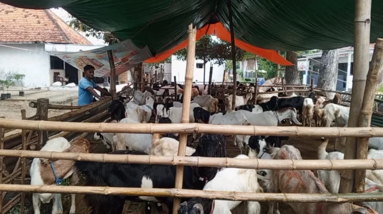 Menjelang Idul adha, Lapak Hewan Kurban Mulai Bermunculan di Pamekasan