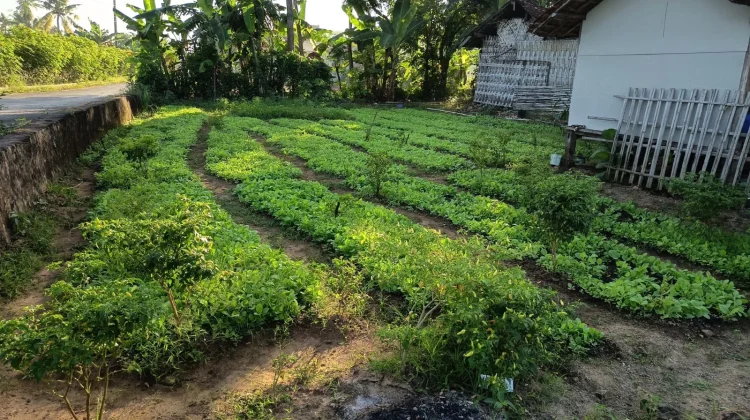 Petani Tembakau di Sumenep Mulai Siapkan Bibit Tanam