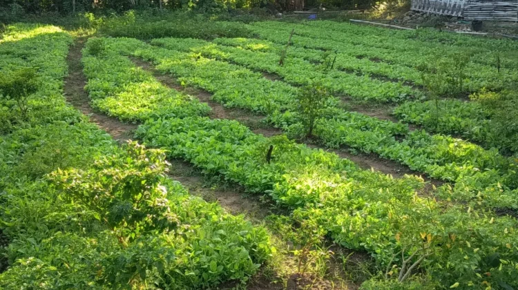 Harga Bibit Tembakau di Sumenep Capai Rp40 Ribu per Seribu Bibit