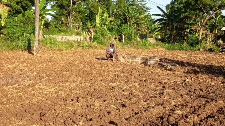 Modal Tanam Tembakau di Sumenep Tembus Rp15 Juta